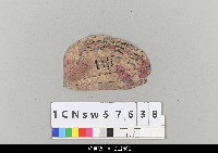 藏品(中國湖北皮影戲盔帽)的圖片